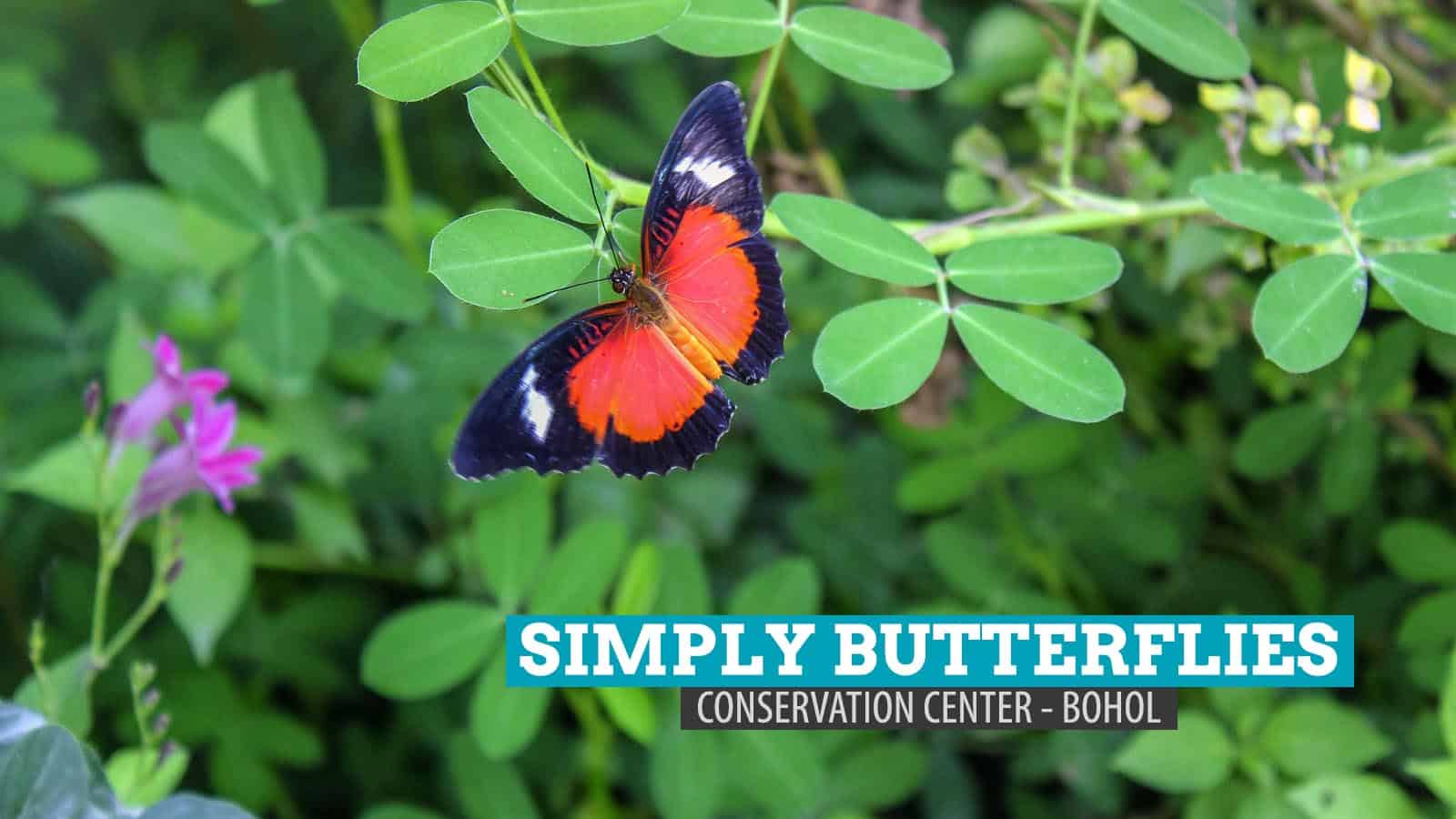 简单蝴蝶保护中心:Bilar, Bohol