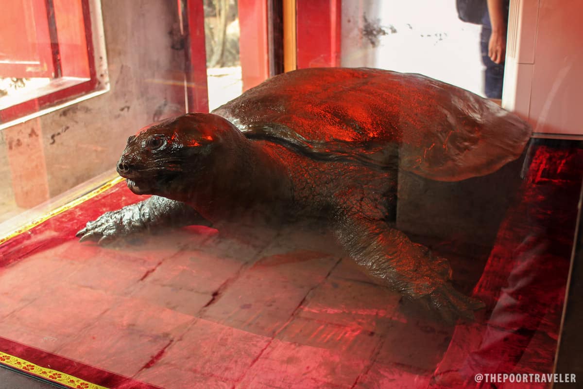 1960年代捕获的一只250公斤巨型乌龟。据说被捕时已有500年的历史。